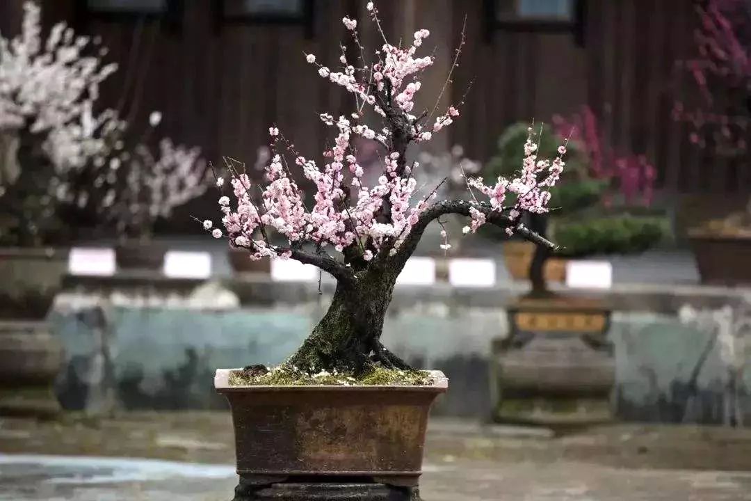 养梅花的技巧,寒梅的养殖方法