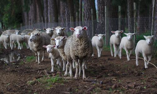 羊感冒咳嗽怎么治,羊咳嗽气管炎