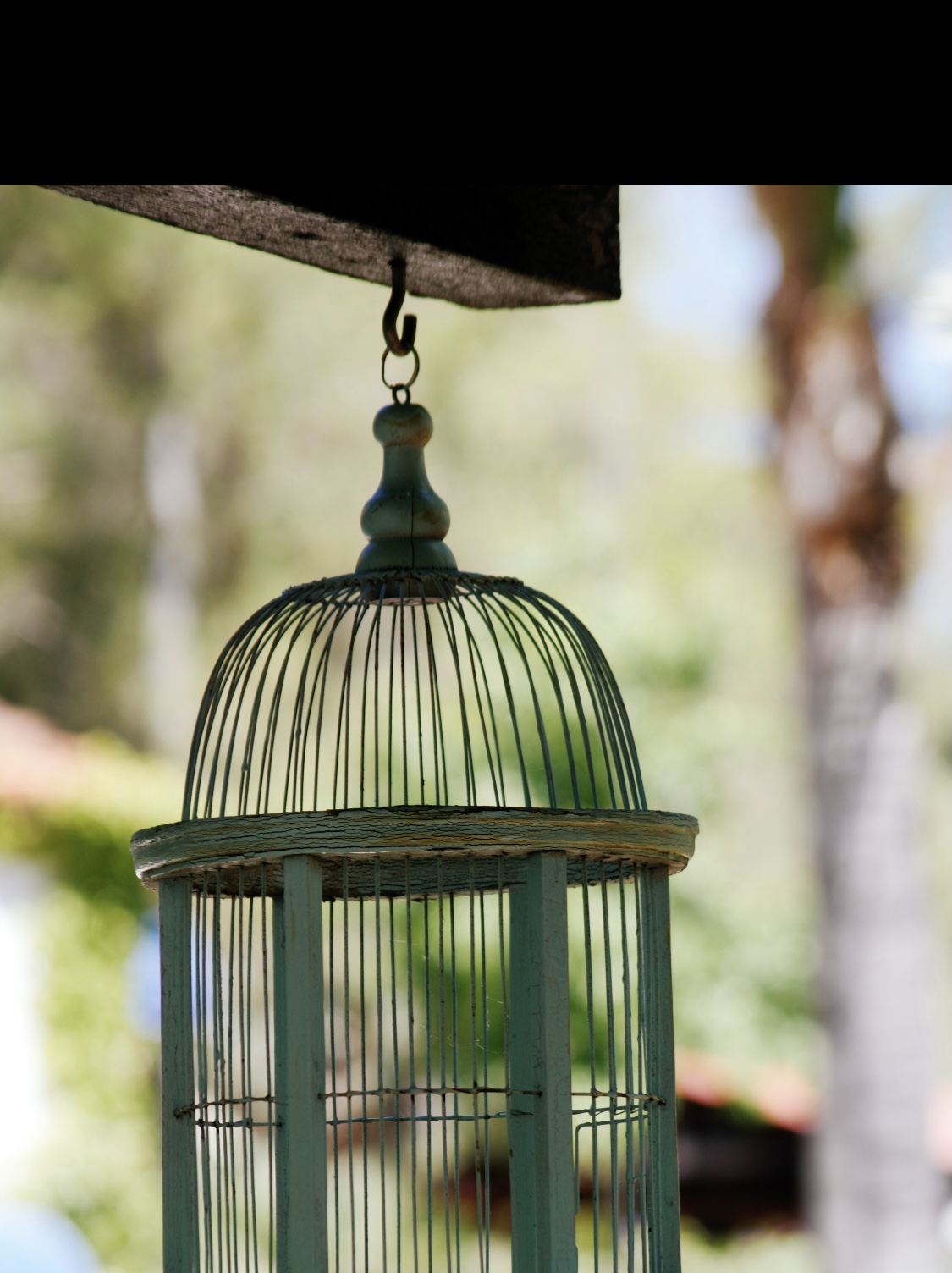 鸟笼效应十大效应,鸟笼效应启发