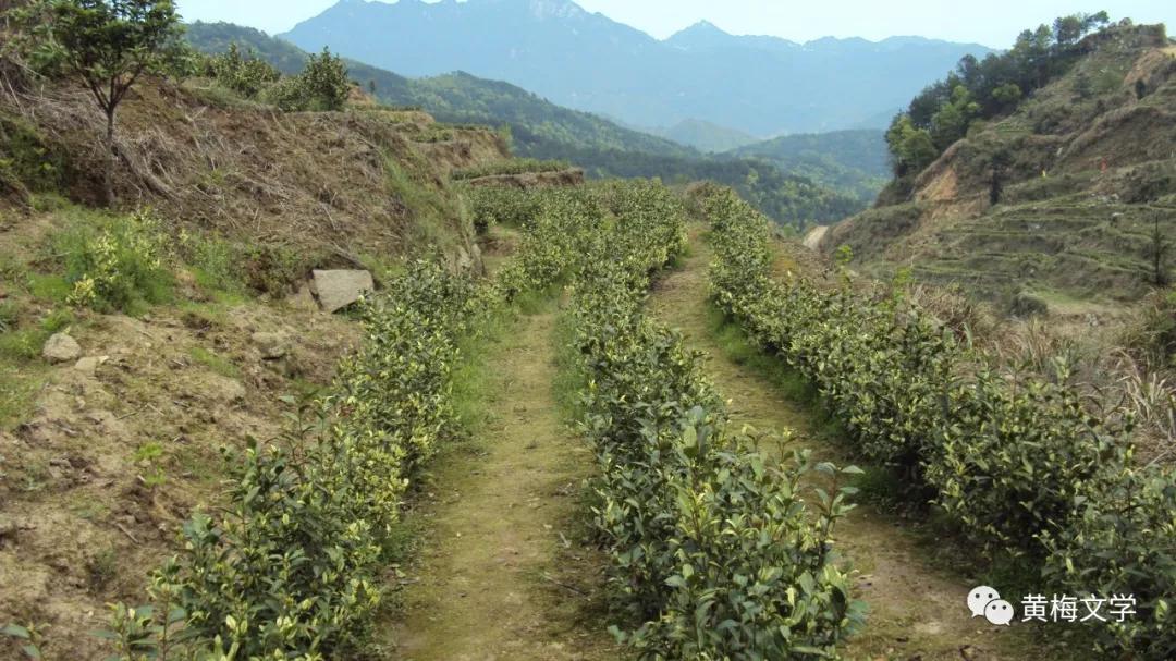 黄冈黄梅山区,黄梅县大山