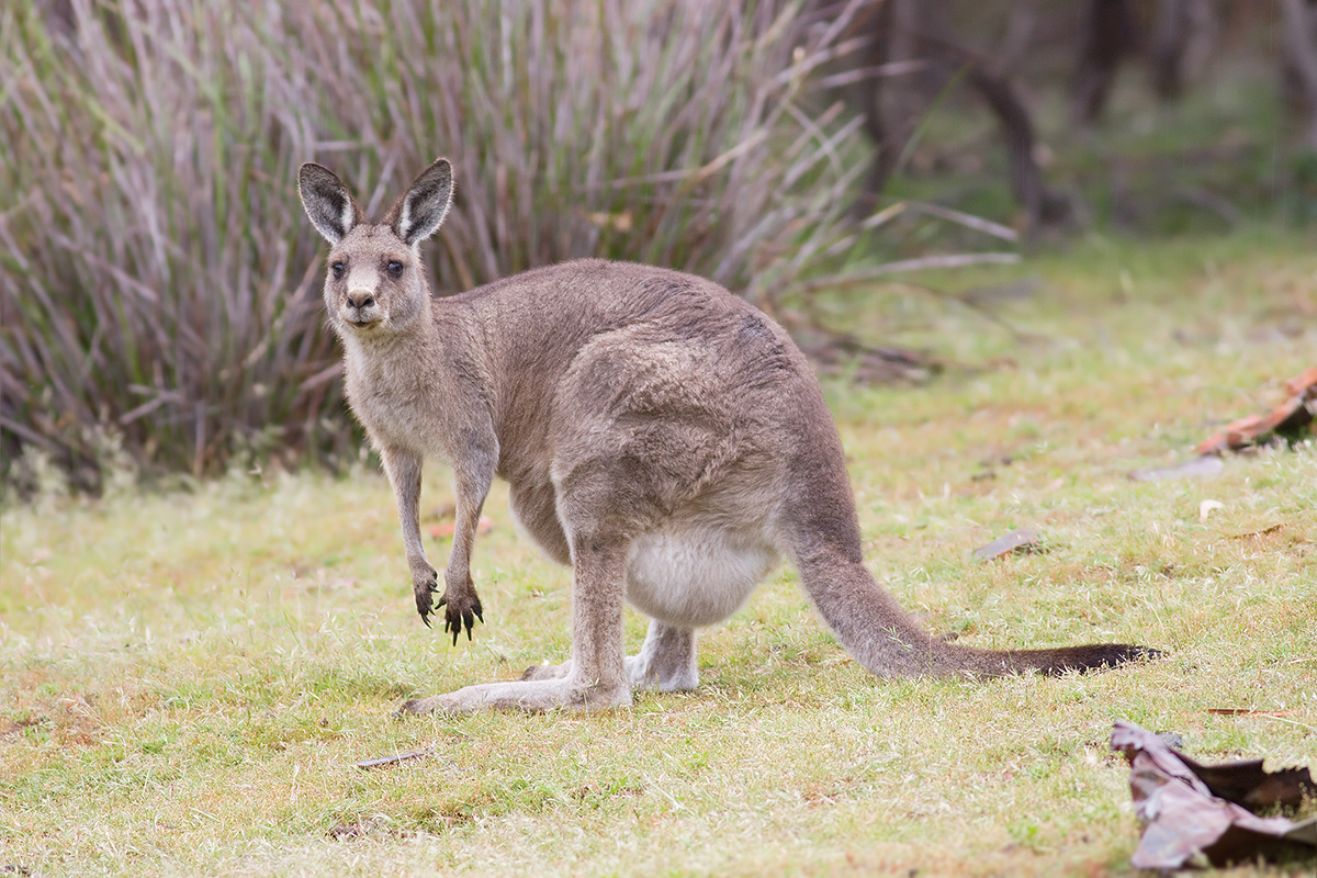 鼠年说“鼠”,袋鼠的小秘密你知道吗?