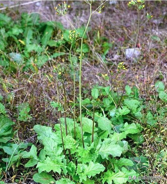 有种野菜叫黄花菜怎么吃,看黄瓜须就知道黄瓜缺什么