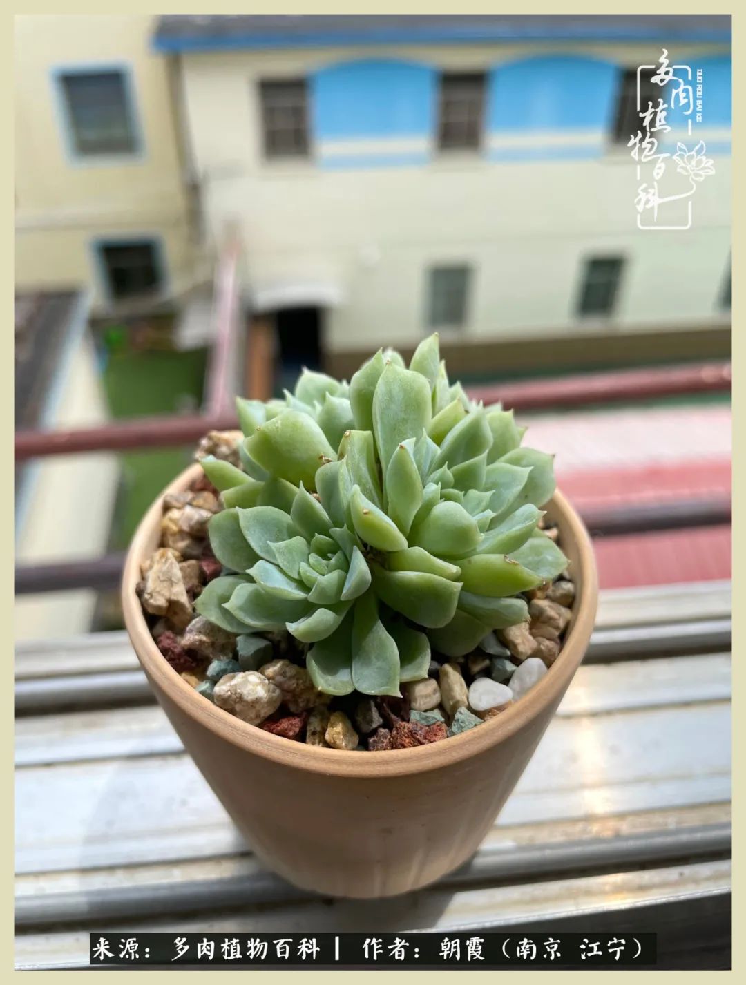 多肉最美的飘枝品种,多肉最美老桩