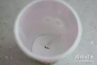 幼儿园一次性纸杯可以做哪些东西,纸杯小创意