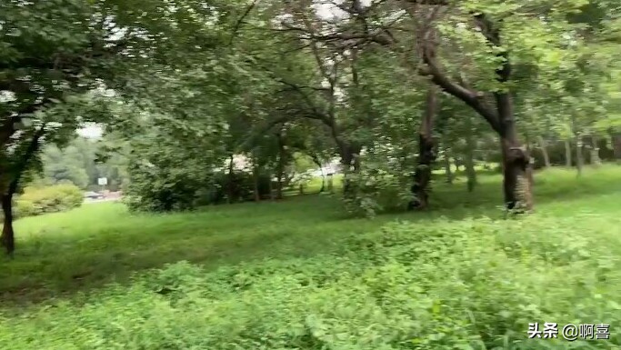 沈阳北陵公园的树,沈阳市北陵农场红枫林