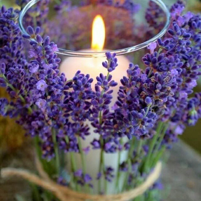 宝藏植物,植物薰衣草