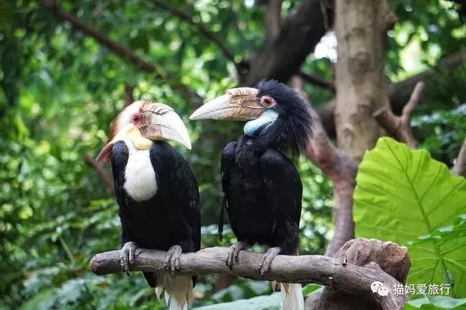 2天游玩广州长隆野生动物园攻略,广州长隆野生动物园步行游玩攻略