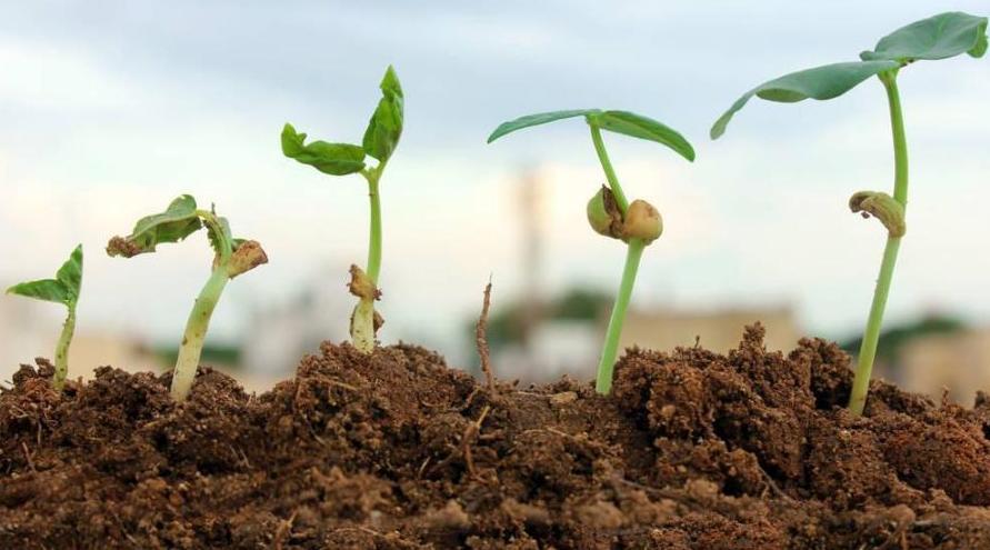 分解土壤固化物质,酸性土壤如何解磷解钾