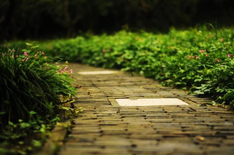 五一川西土拨鼠,五一节川西看土拨鼠