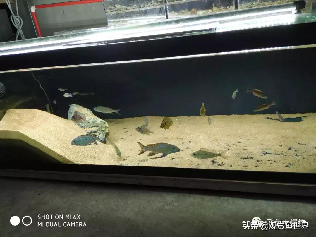 坦湖慈鲷蓝波价格,三湖慈鲷品种图鉴