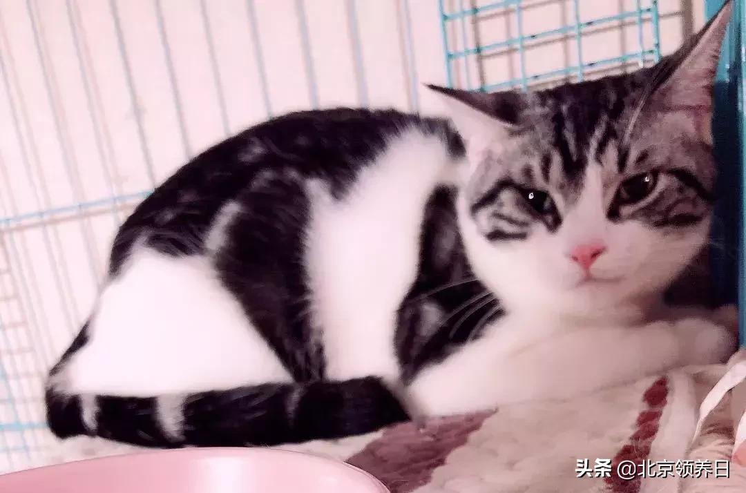 喵星人第二季,喵星人第2季免费观看