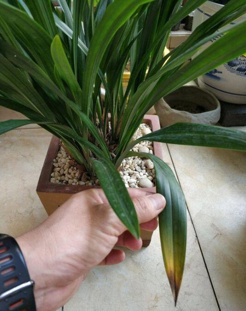 兰花的叶片发黄怎么办呢,兰花叶片发黄的原因和处理方法