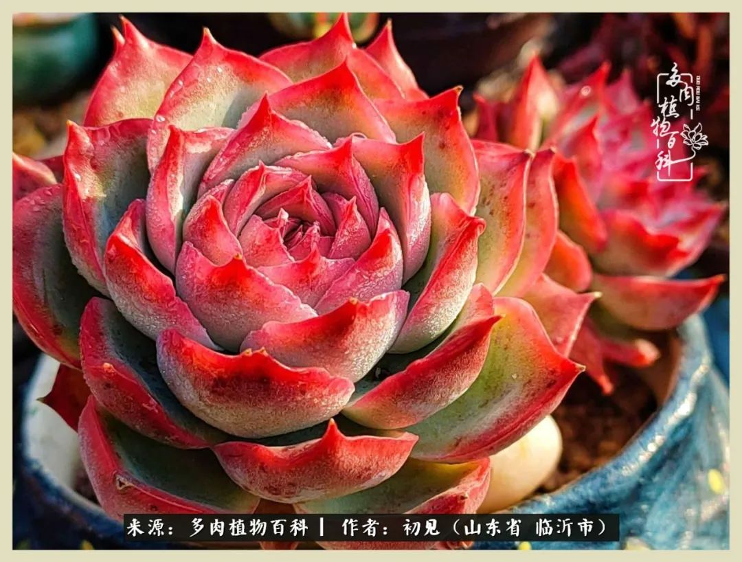 和多肉植物相伴,和多肉相处的心情