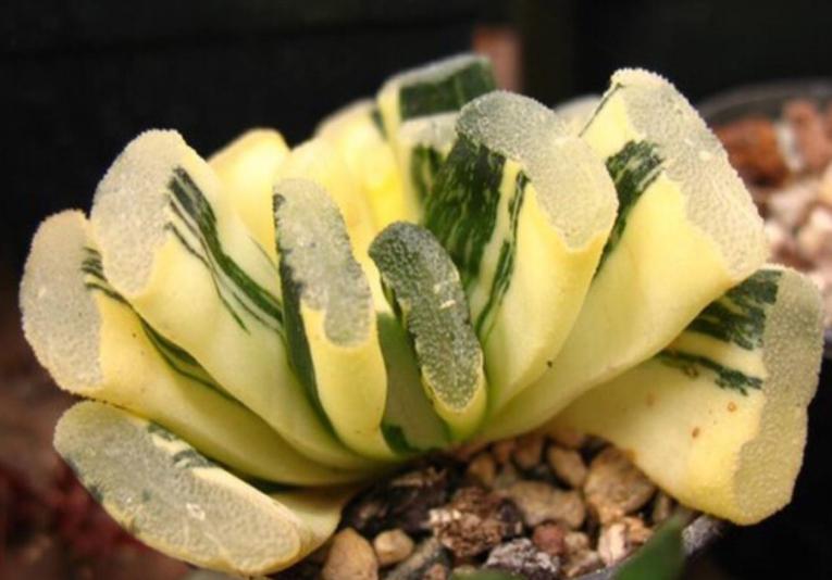 多肉怎么养才能出锦,什么是多肉锦化