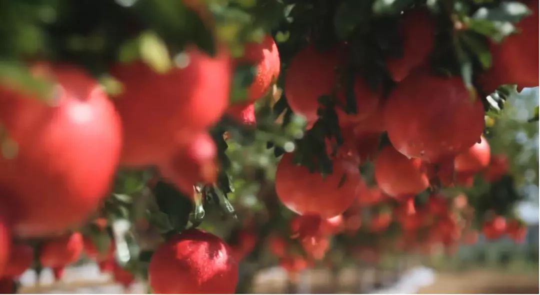 如何将软籽石榴从农田推广到市场,会种也会卖如何拿下软籽石榴市场