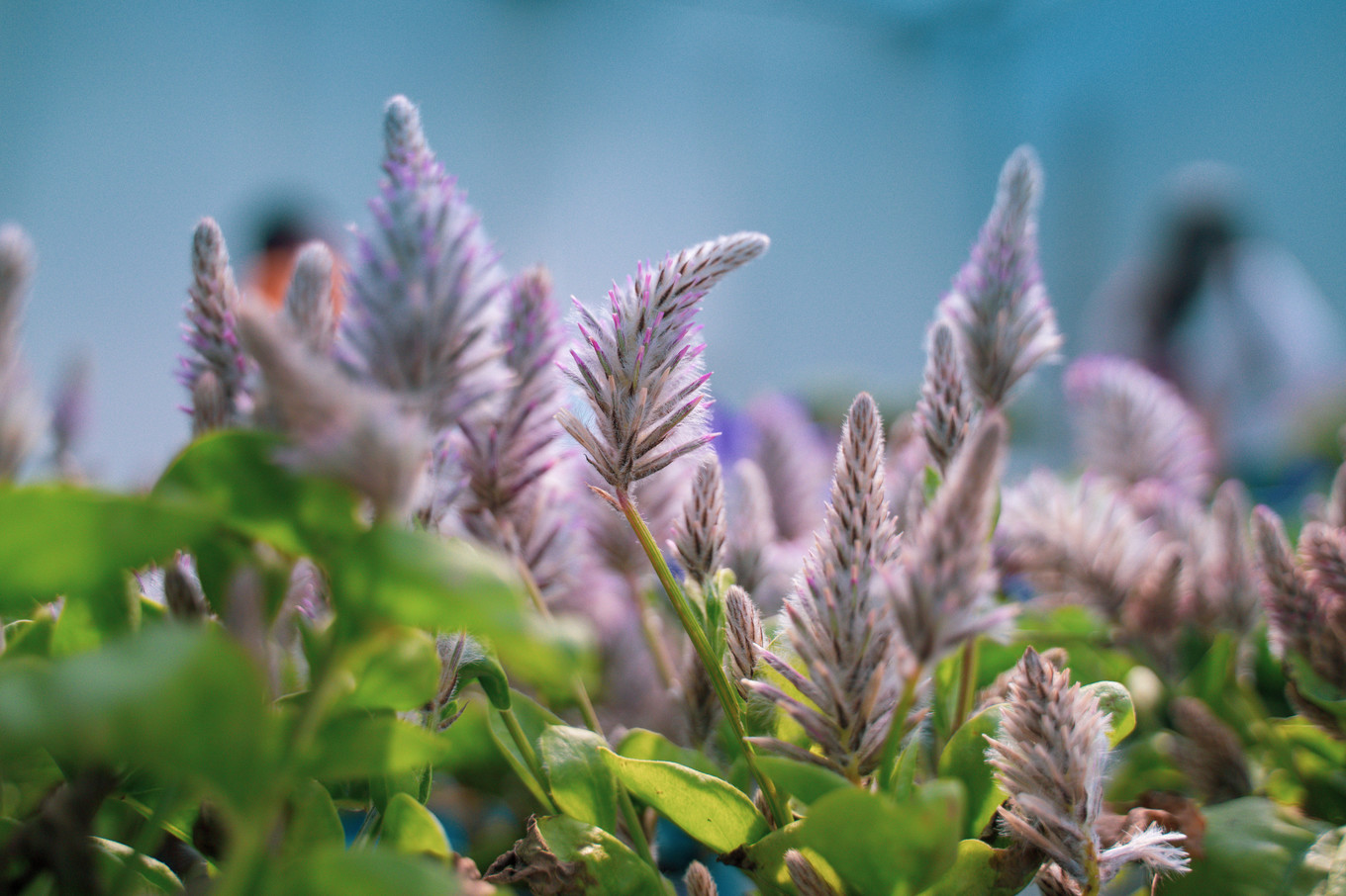 不仅仅是皮革，海清潮静——海宁