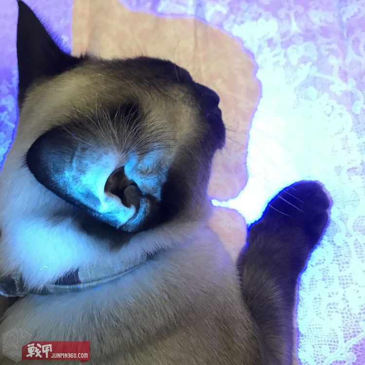 猫猫健康探照灯——纳丽德Dr.K3UV伍德灯简评