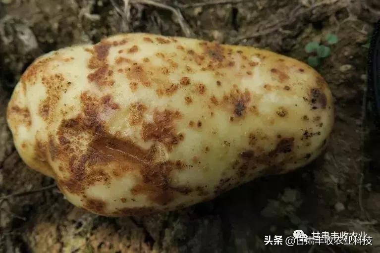 马铃薯疮痂病防治技术,马铃薯疮痂病怎么引起的