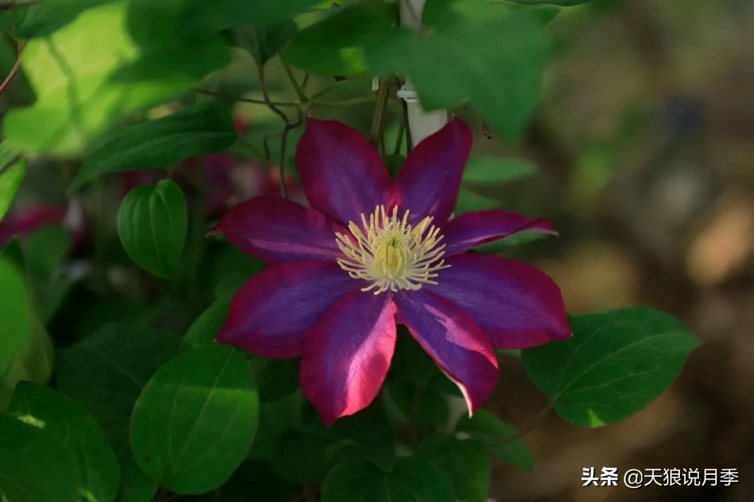 天狼月季优惠活动时间,天狼月季618活动