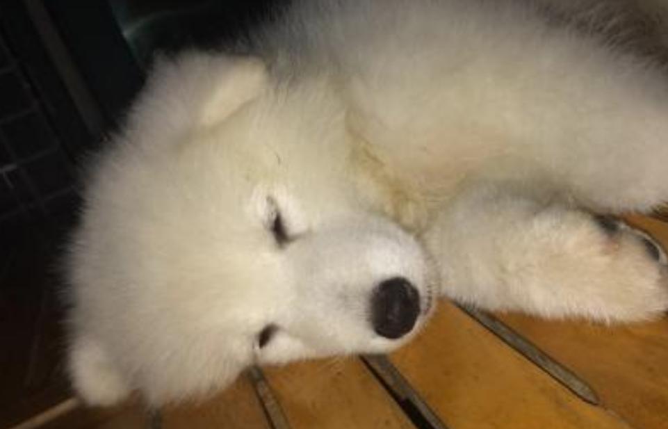 狗狗总是乱尿?教你排查原因+解决乱尿问题