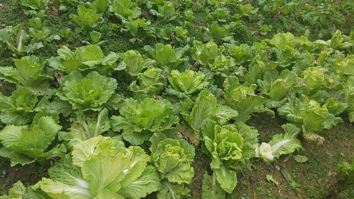 白菜萝卜苗有虫子怎么办,萝卜白菜有虫子用什么药最好