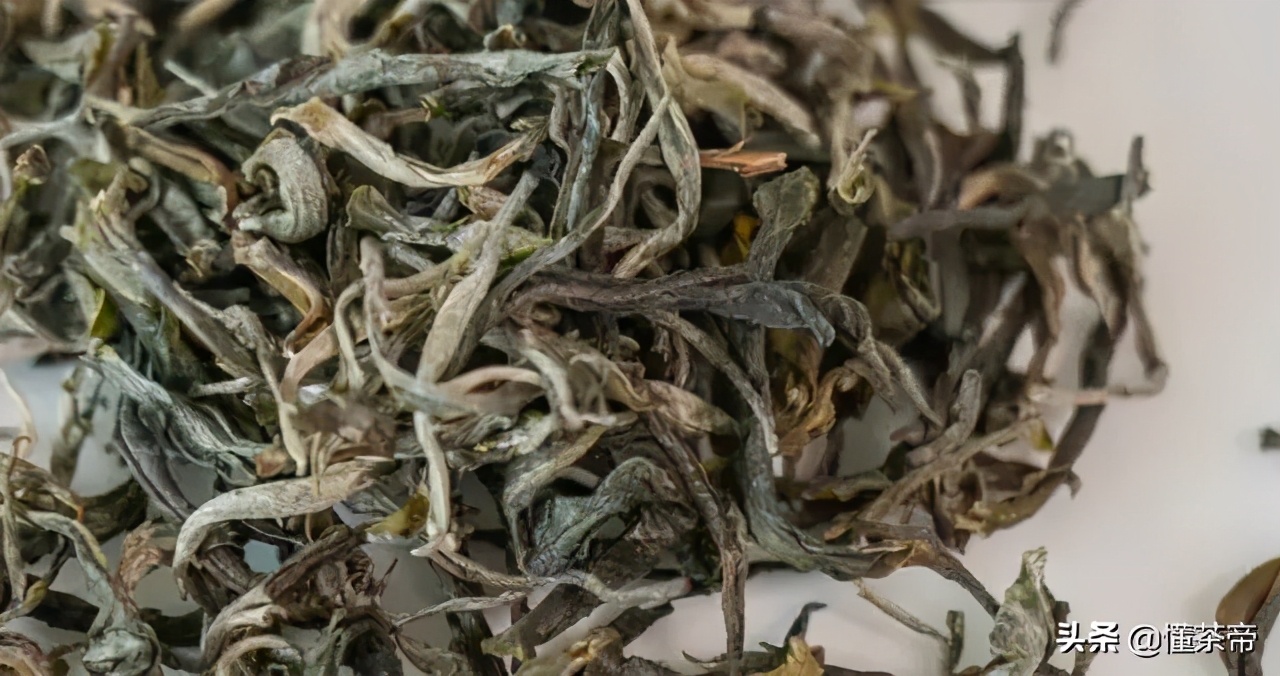 云南十大古树茶排名,云南的古树茶有哪些