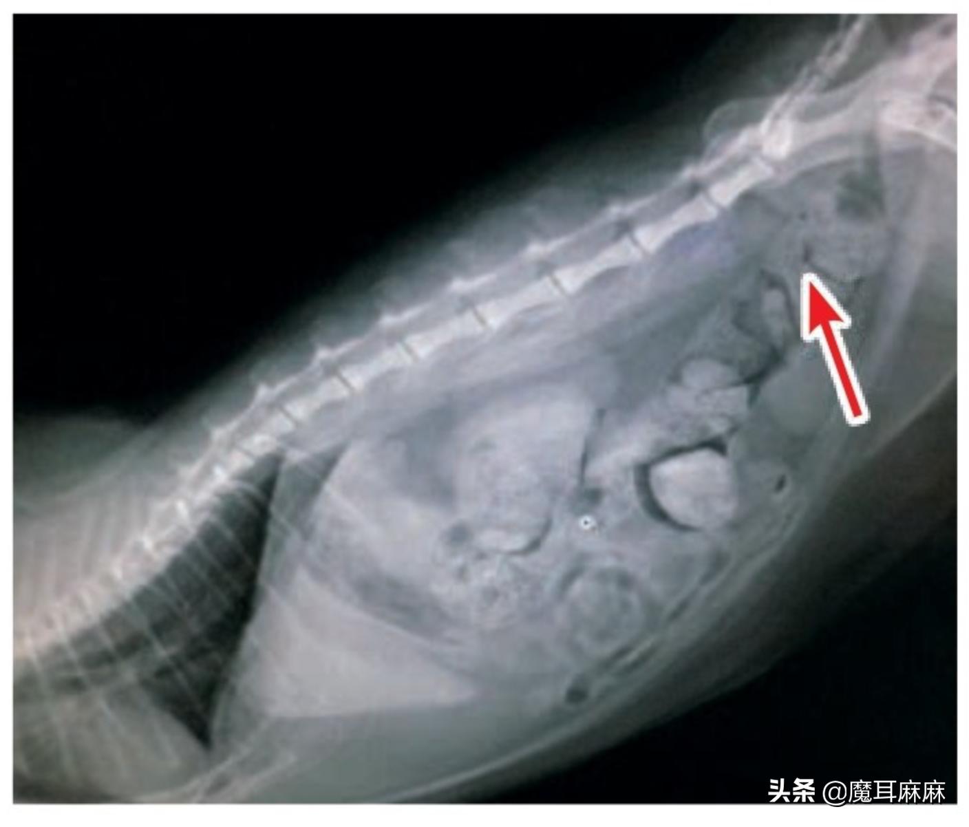 养猫常备哪些药品,家里养猫常备药