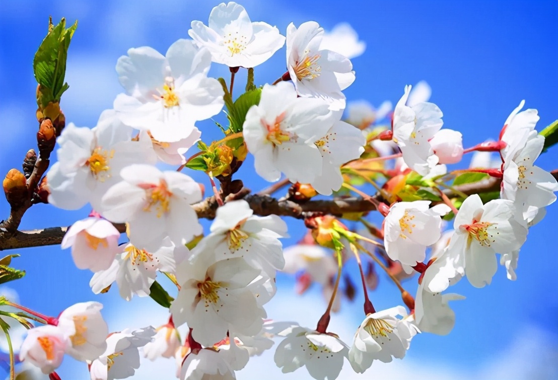 杏花作文怎么写400字,优秀作文杏花