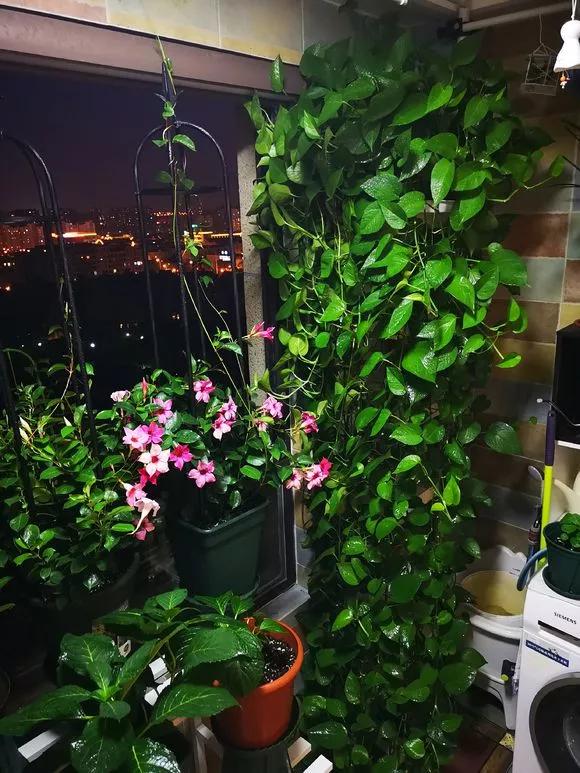 绿萝吊兰盆栽好养吗,绿萝吊兰水培