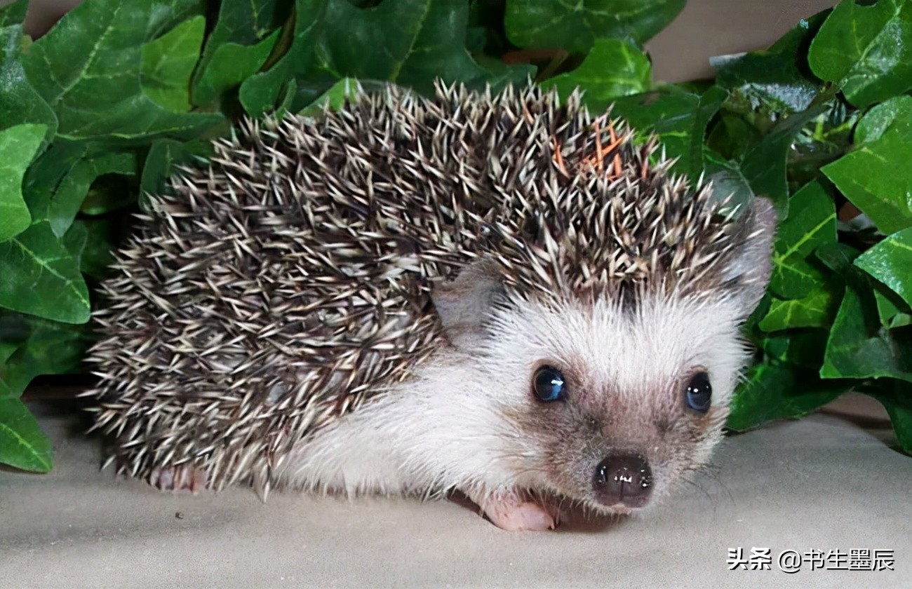 捕捉麻雀、壁虎、刺猬要承担刑事责任？这些法律盲区一定要知道