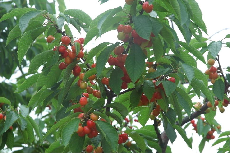 10种果子图片大全,100种果子介绍