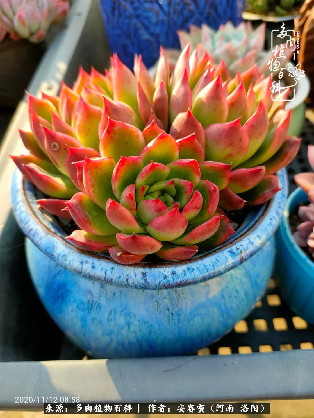 现在是多肉最美的季节,多肉最美的季节来啦
