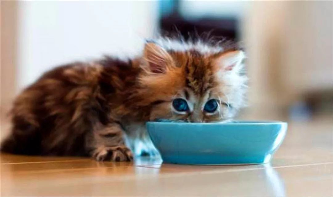 猫咪不爱喝水用什么办法解决,主人担心猫咪太胖不健康