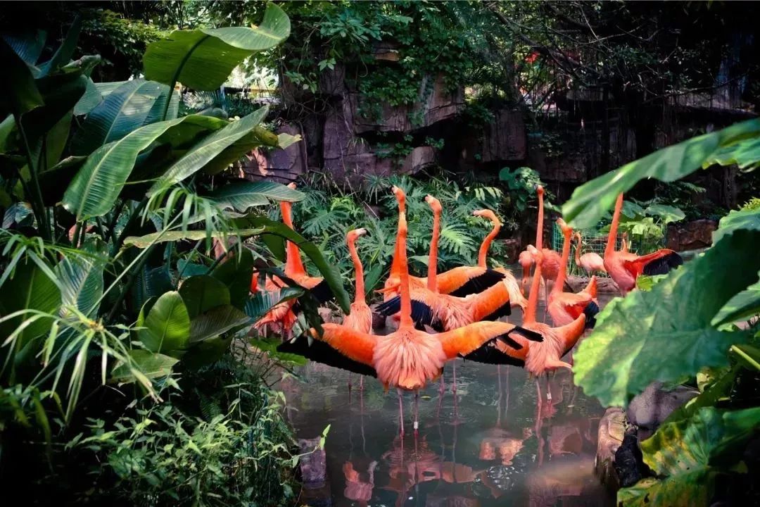 中秋国庆仅138元，两人同行玩转5A长鹿旅游休博园+童话动物王国