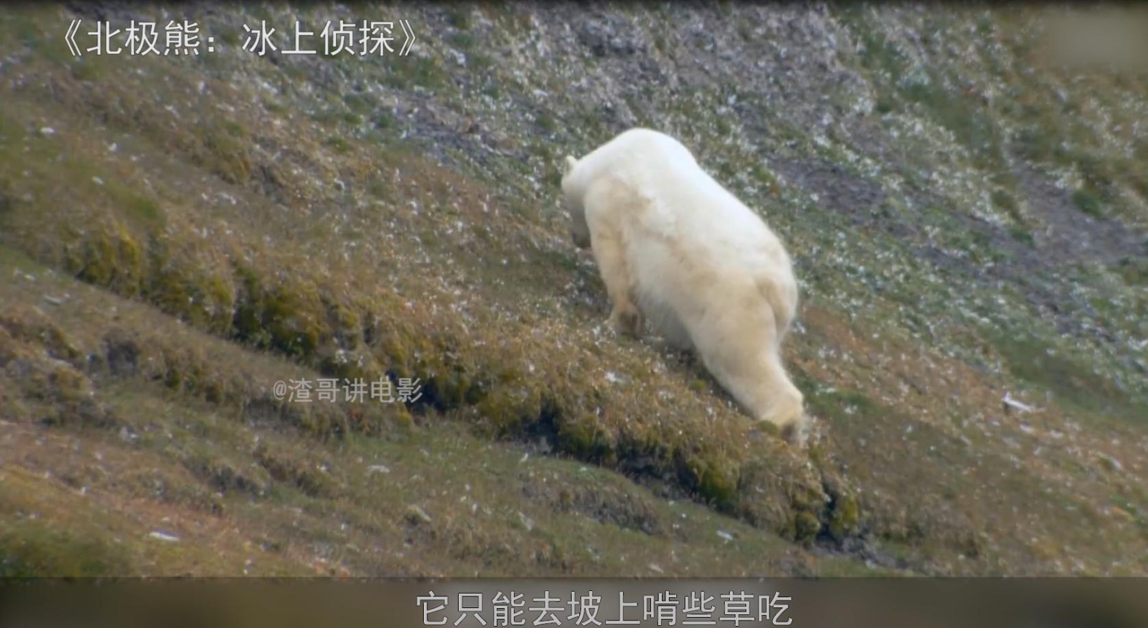 北极熊捕杀海豹的视频,北极熊捕杀海豹的真实过程