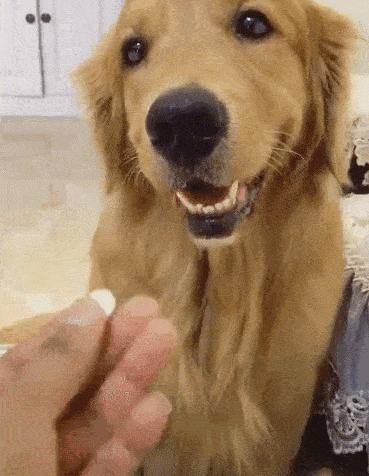 宠物生病怎么喂药呢视频,宠物生病给人吃什么药