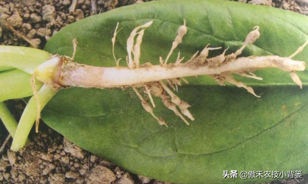 农作物灌根用什么杀菌药效果好,阿维菌素灌根可以防治哪些病害