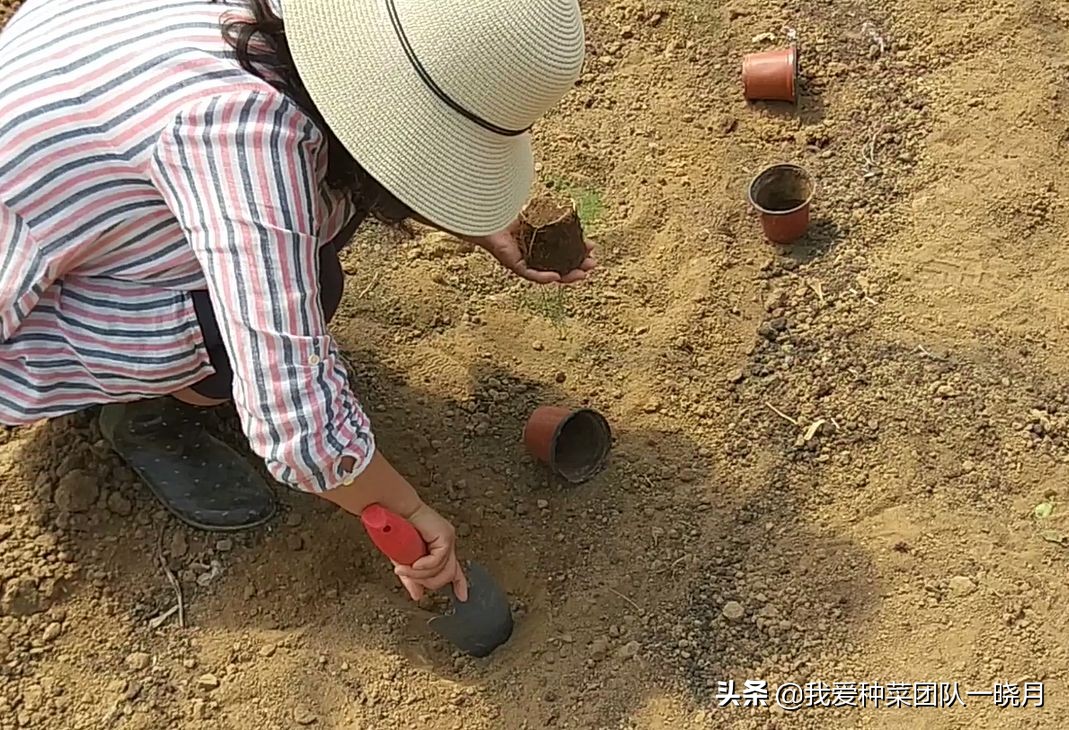 夏天最适合种植芦笋，种一次采收多年，常吃常有