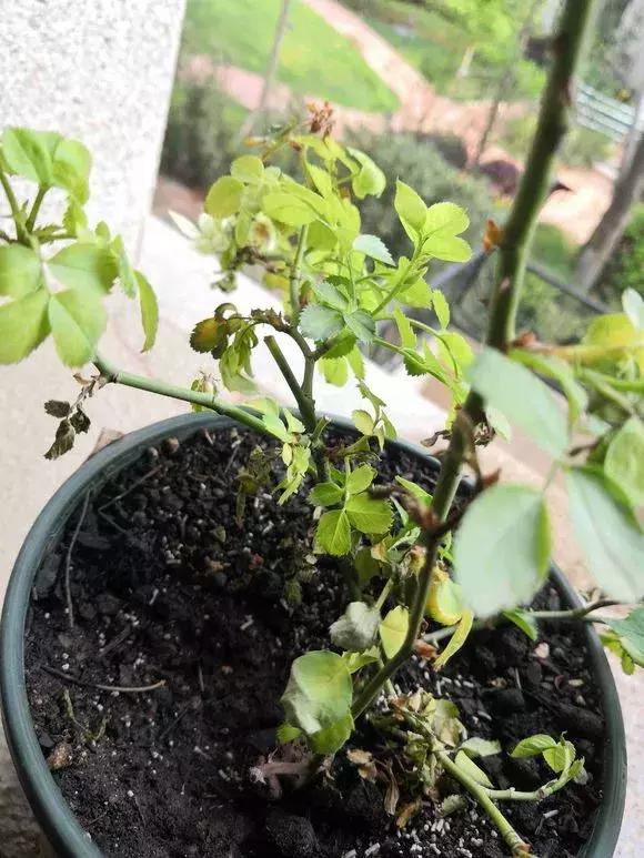 花儿蔫得快怎么回事,花儿都蔫儿了怎么办