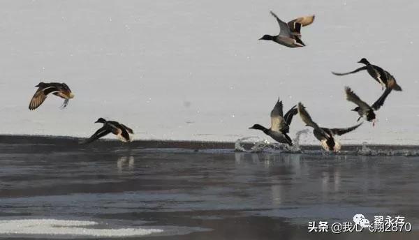 七里河的野鸭子,野鸭子