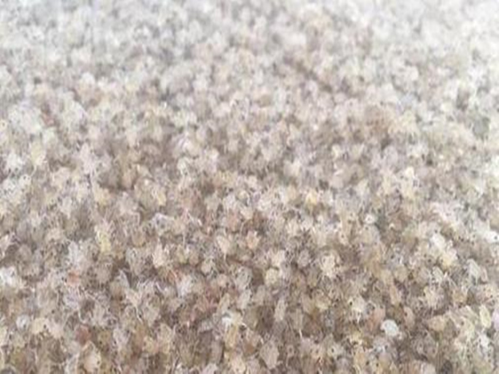 河蟹苗种养殖技术,河蟹幼体培育