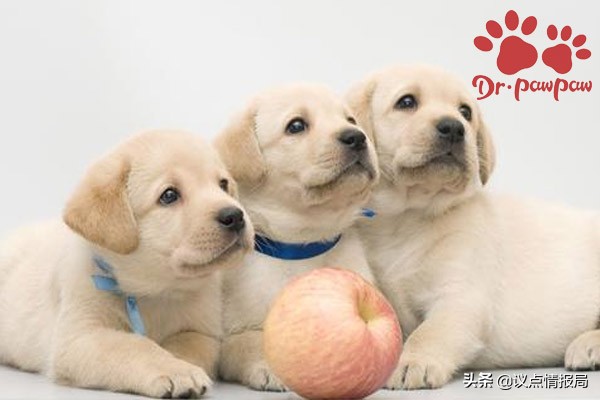 泰迪狗狗生产全过程注意事项,泰迪狗生产完怎么喂养