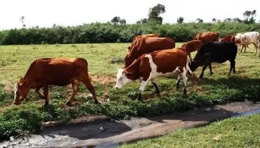 牛子宫脱出的原因及治疗,牛阴道脱出症状