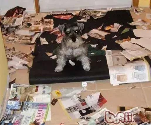 比熊狗狗老是乱咬东西怎么办,狗狗在家乱咬东西怎么办