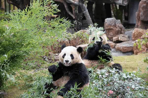 南通森林野生动物世界好玩吗,南通森林野生动物园门票团购