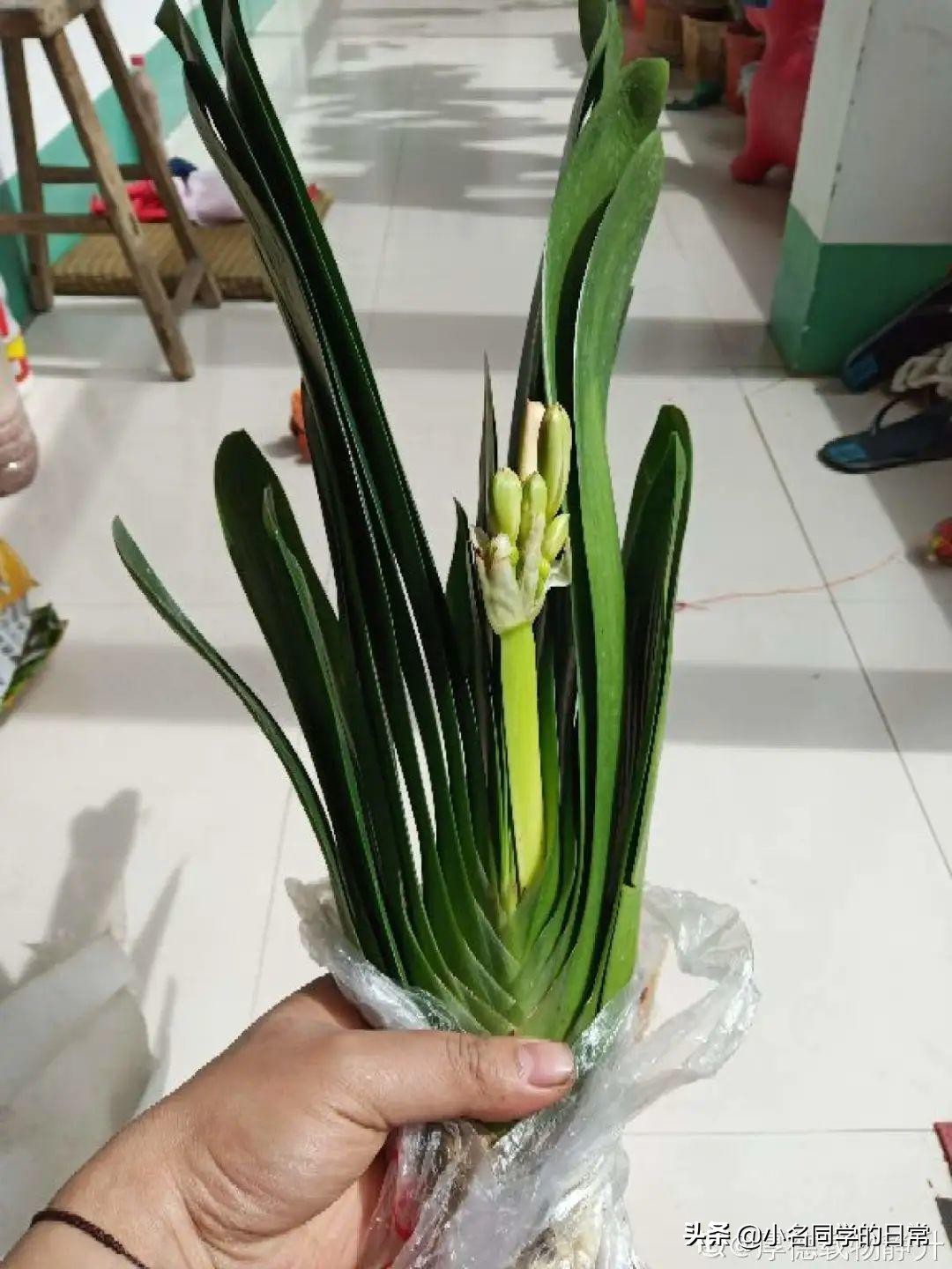 水里加点碳，根系壮得撑破盆，长出满盆萝卜根