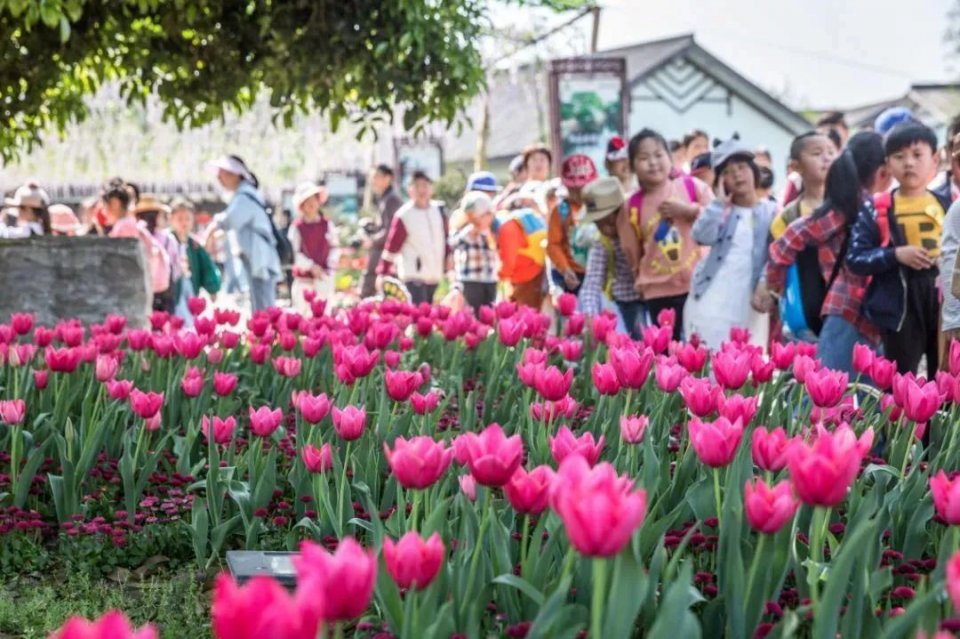 28届菏泽牡丹花会直播,38届洛阳牡丹花会直播