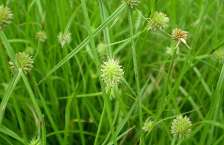 农村野外常见的尖叶恶性杂草,农田里常见的这种杂草