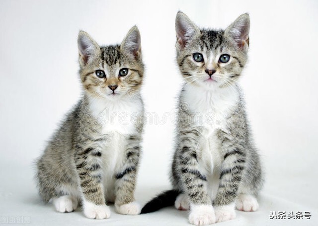 猫和老鼠的故事中文,猫和老鼠追白猫倾家荡产的故事