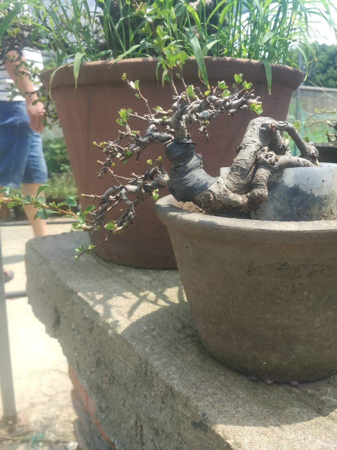 掌上盆景100种,掌上盆景